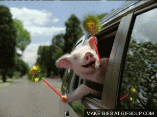 129610-piggy-gif.gif